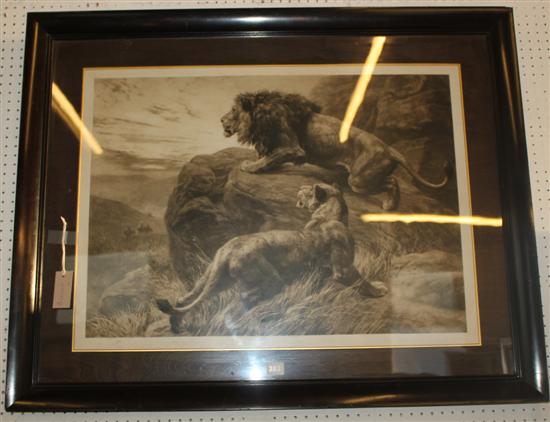 Herbert Dicksee - signed print of lions